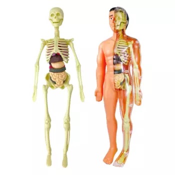 MODELO ANATOMIA CUERPO HUMANO TXMR-026