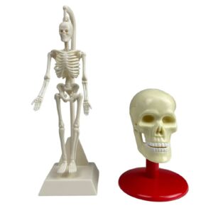 Modelo Armable Esqueleto/Craneo