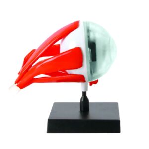 Modelo Anatomico Ojo