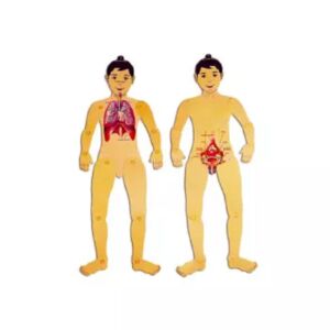 Muñeco Articulado Ca295 Niño Sistema Respiratorio-Reproductivo