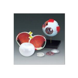 Modelo Ojo Grande Ch-2